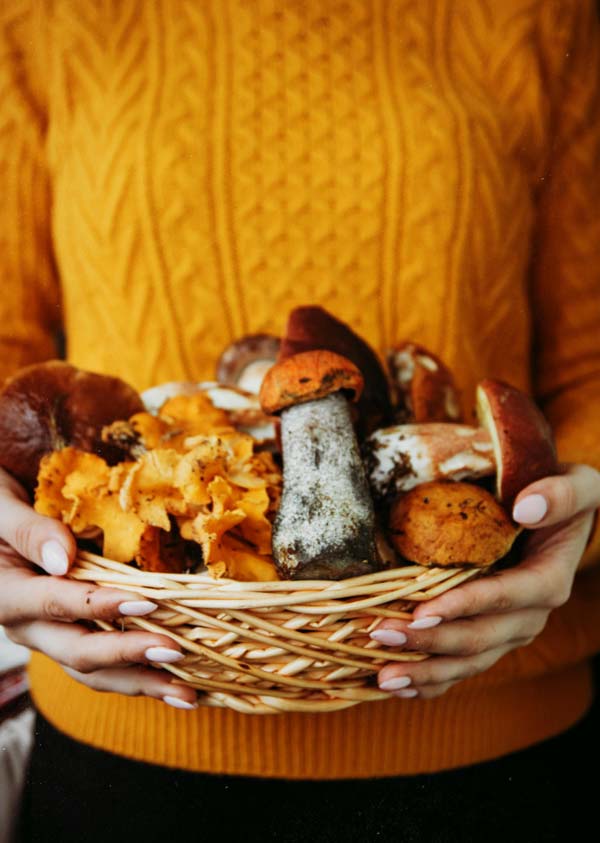 Camper with a basket of wild mushrooms in the Landes