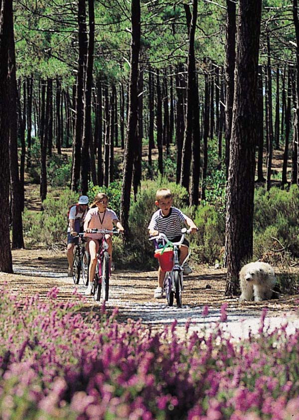 Niños en bicicleta por un carril bici en el bosque de las Landas cerca de Hossegor