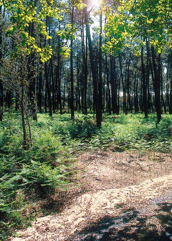 Bosque en las Landas cerca del camping Messanges y Le Moussaillon