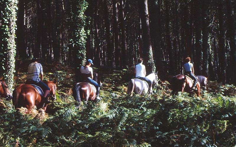 Randonnée équestre dans les pinèdes dans les Landes proche du camping près de Capbreton