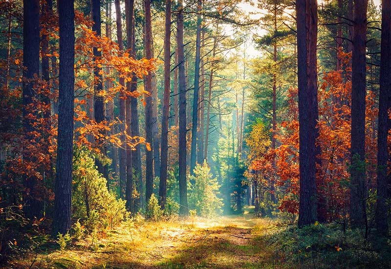 Sentier dans une forêt à l'automne dans les Landes à Messanges