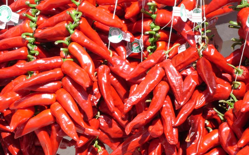 Piments d'Espelette au pays basque proche du camping dans les Landes