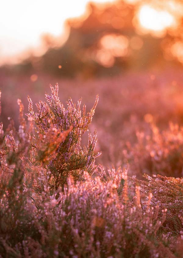 Flor silvestre en las Landas cerca del camping