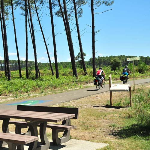 Cyclistes dans la pinède sur un sentier près de Messanges dans les Landes